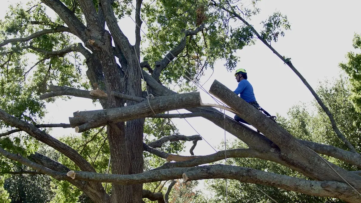 Professional Crown Thinning performed by certified arborists in Maryland