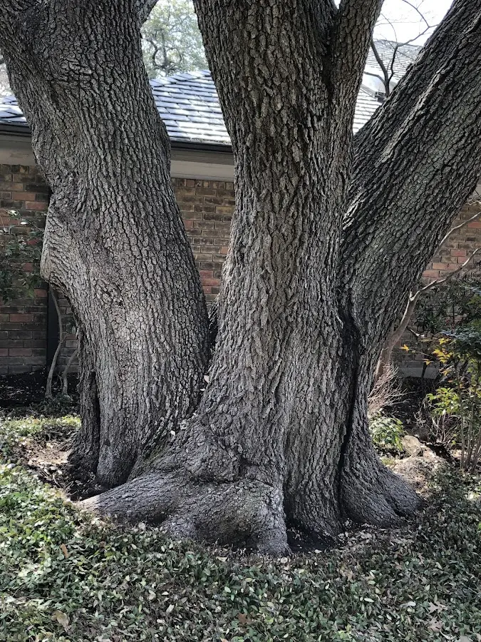 Mature heritage tree close to a Maryland property cared for by certified arborists